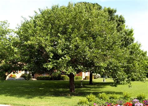 fruitless mulberry tree pictures.